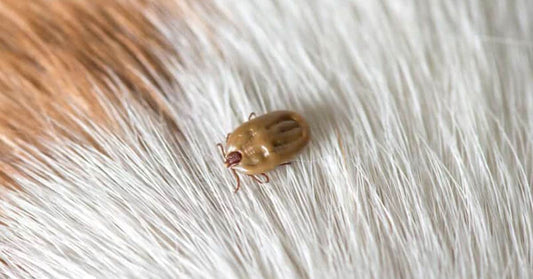 Tick Bite Prevention Week 24th - 30th March