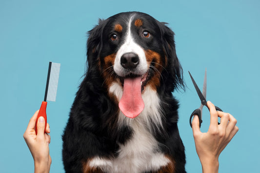 Dog Grooming Best Practices: Bathing, Brushing, Coat Maintenance