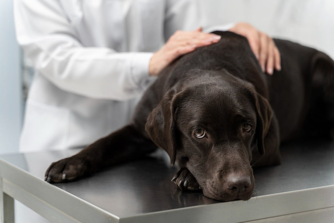 Preventing Common Health Issues in Dogs: Fleas, Ticks, Allergies