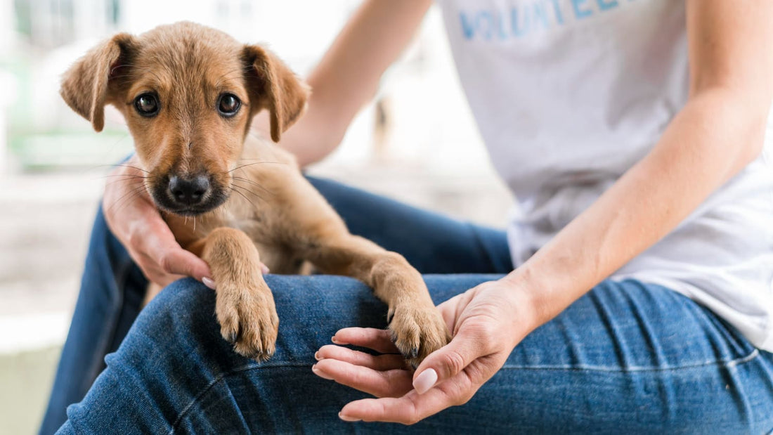 Smooth Transition and Bonding: Essential Steps for Adopting a Dog