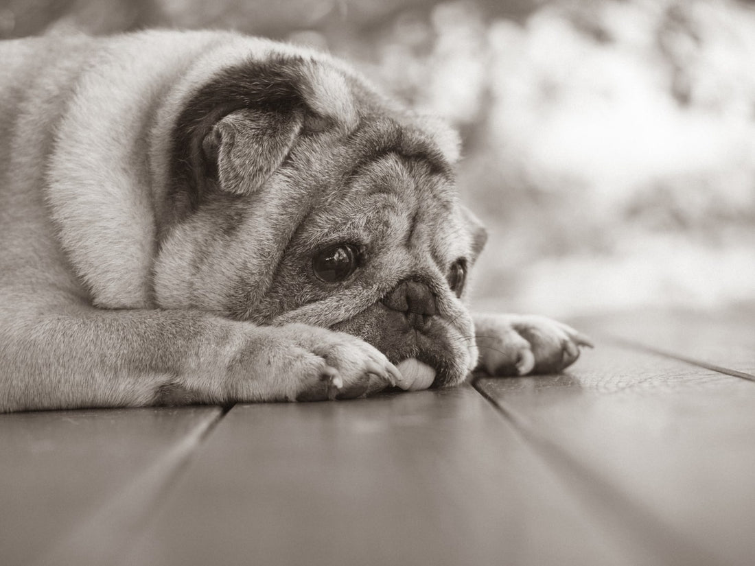 Managing Dog Separation Anxiety: Best Strategies for a Happy Pup