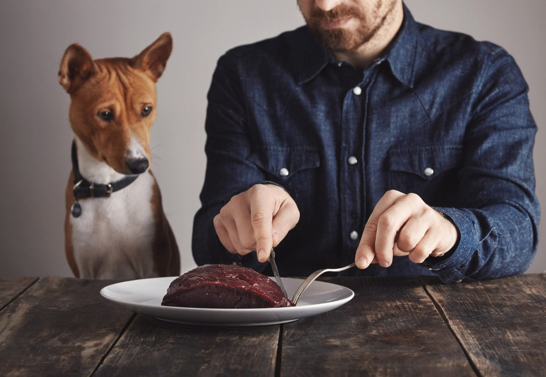 Healthy Diet for Dogs: Signs and Avoiding Mistakes