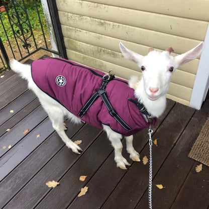 Vest with Harness