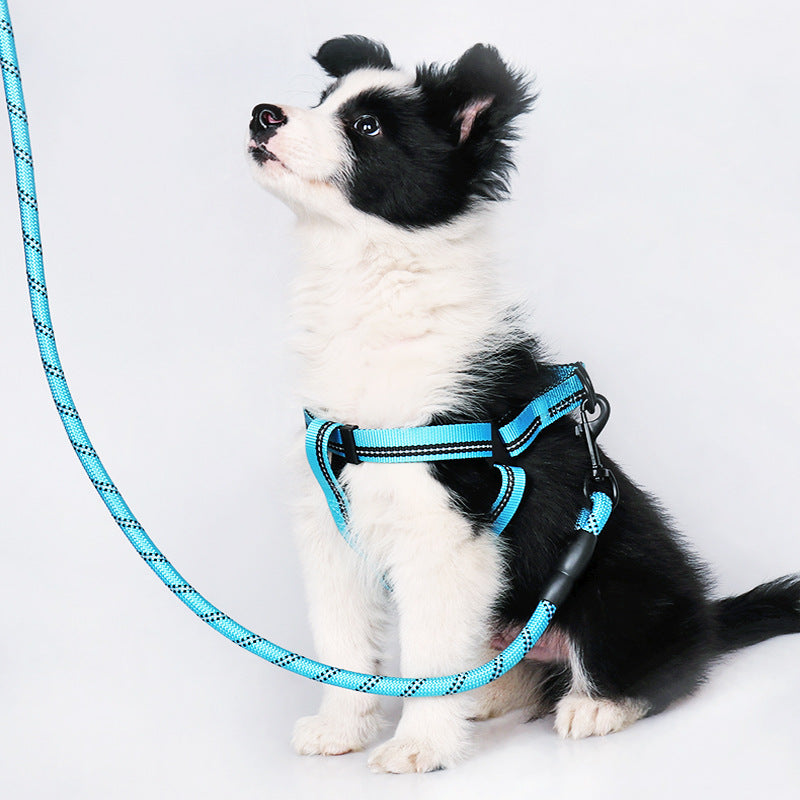 Harness & Leash