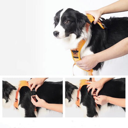 Harness & Integrated Retractable Leash